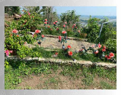 Philippines garden flowers - garden,